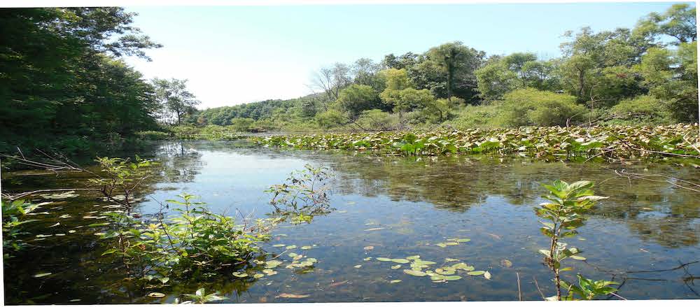 Lux Arbor pond, a habitat for damselflies